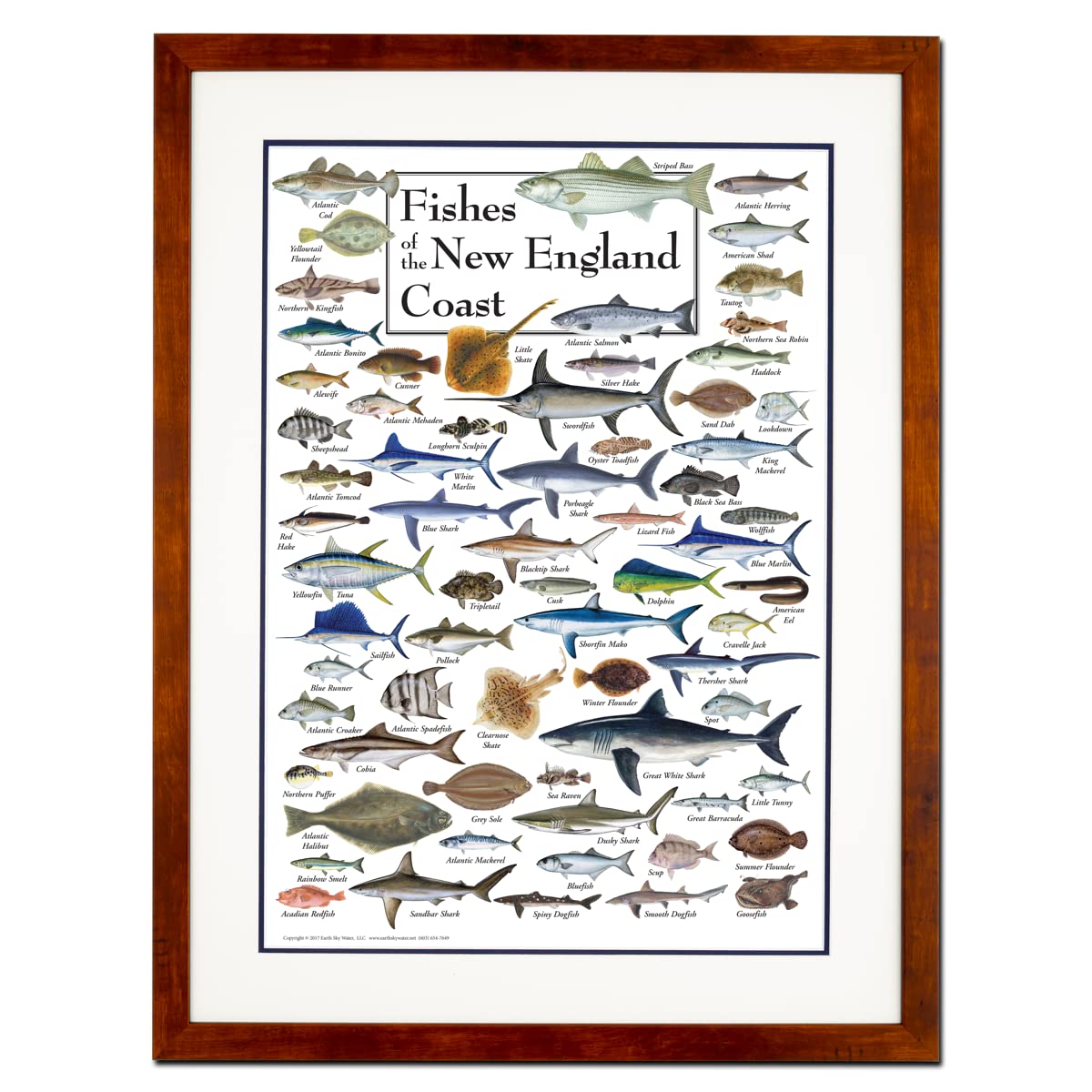 Earth Sky + Water - Fishes of the New England Coast - Double-matted Posters with Honey Frame
