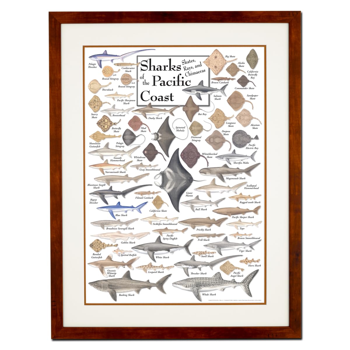 Earth Sky + Water - Sharks, Skates, Rays & Chimaeras of the Pacific Coast - Double-matted Posters with Honey Frame
