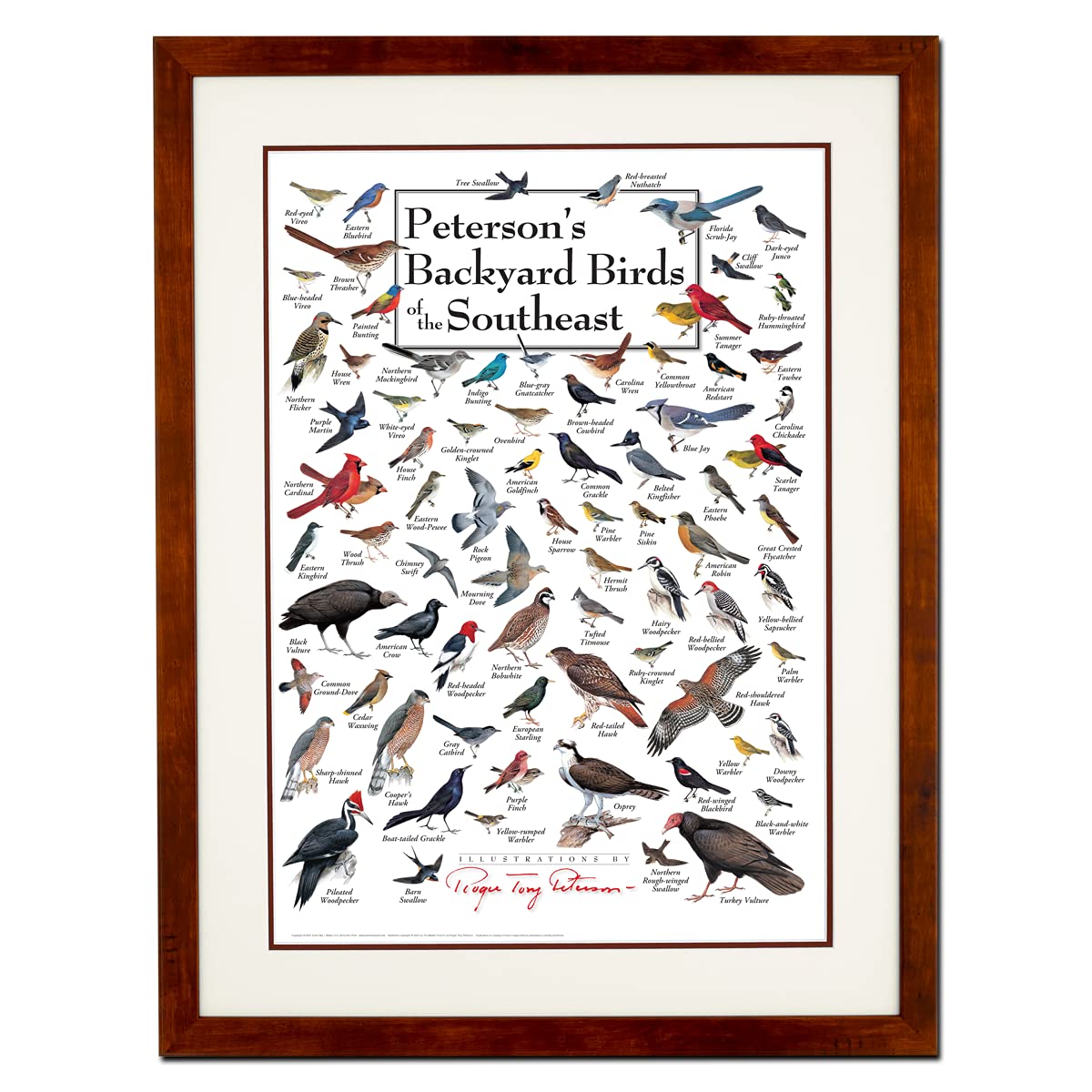 Earth Sky + Water - Petersons Backyard Birds of the Southeast - Double-matted Posters with Honey Frame