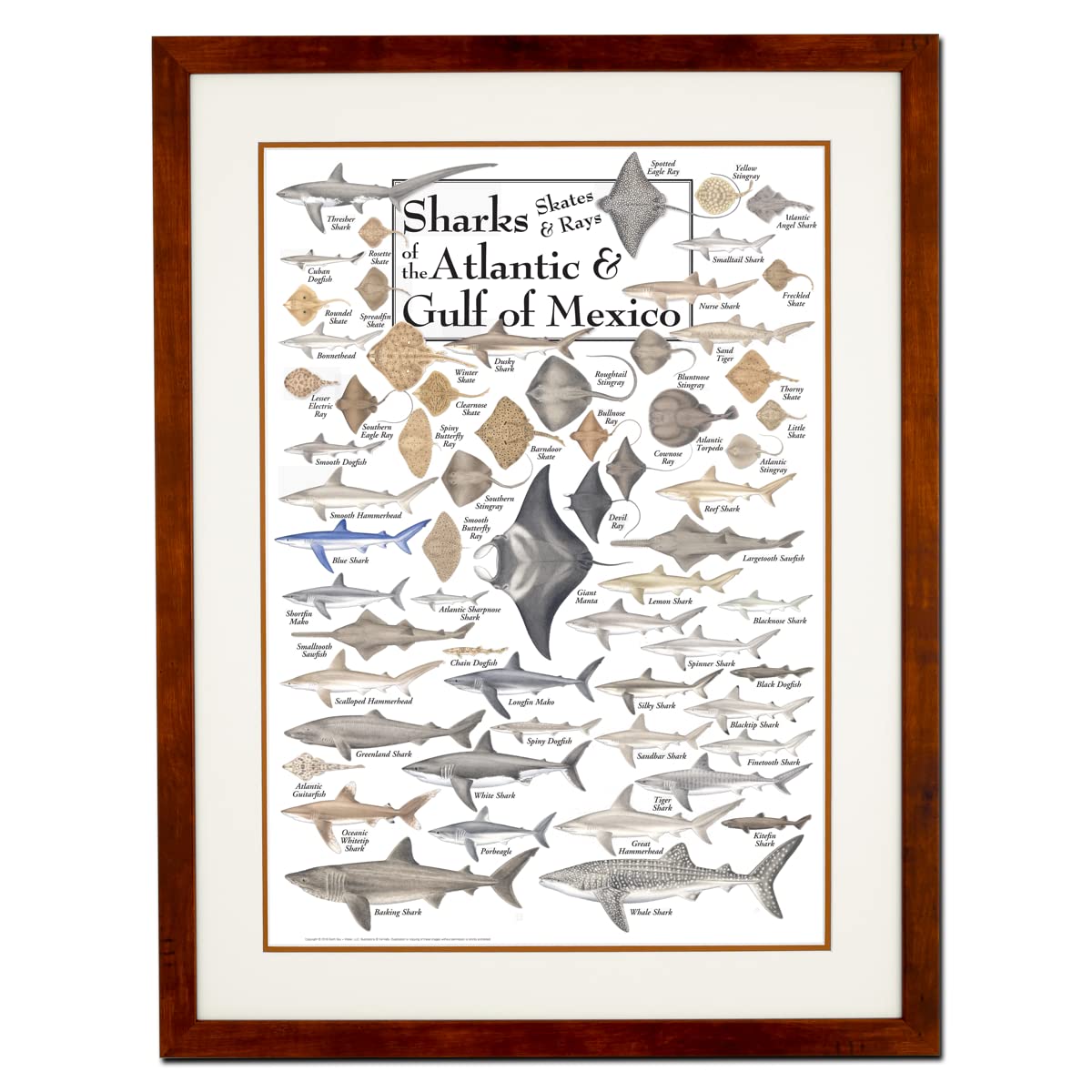 Earth Sky + Water - Sharks, Skates, and Rays of the Atlantic and Gulf of Mexico - Double-matted Posters with Honey Frame