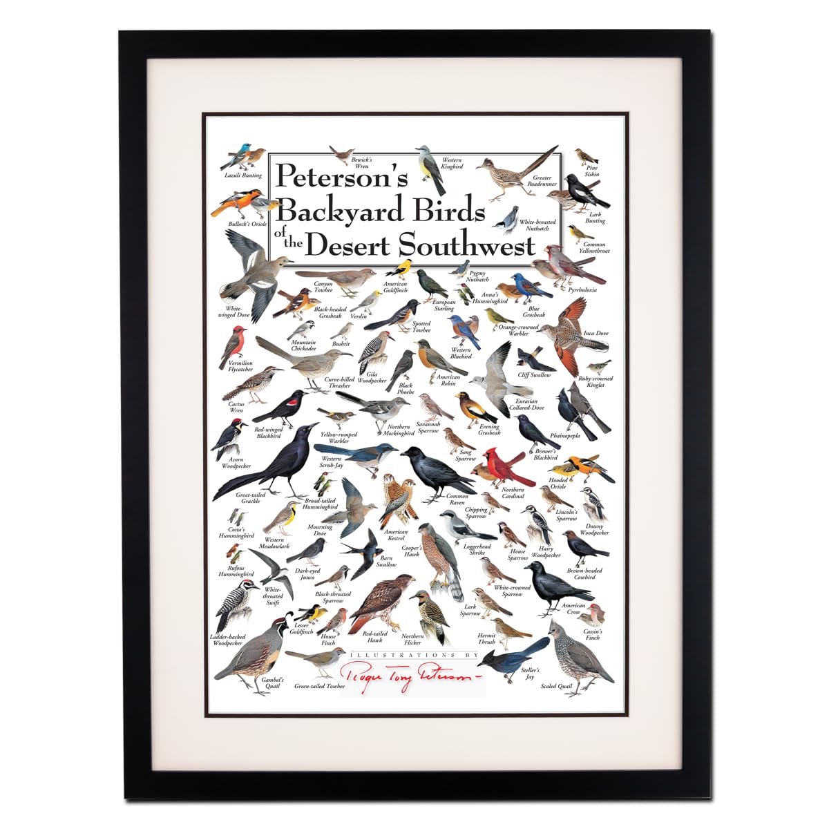 Earth Sky + Water - Petersons Backyard Birds of the Desert Southwest - Double-matted Posters with Black Frame