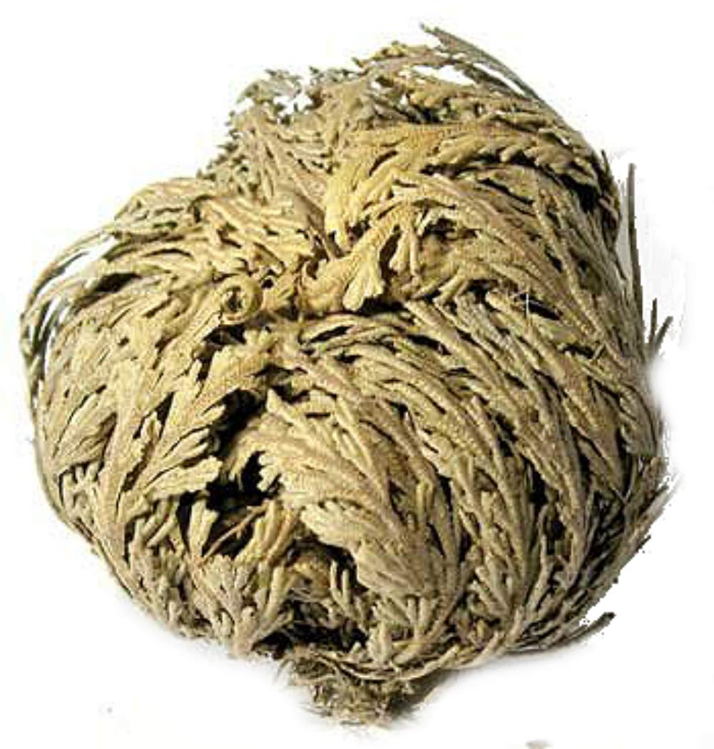 Flores de Jericó de color verde azulado, 1 flor