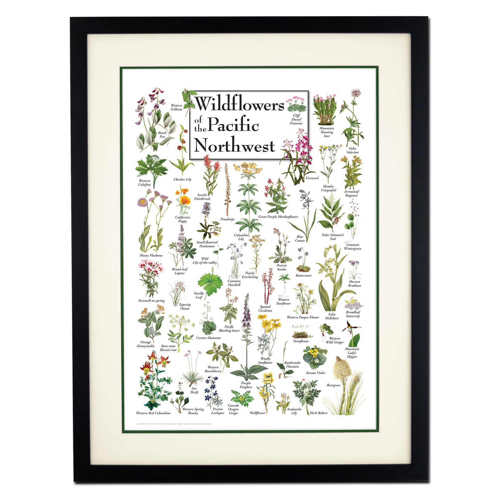 Earth Sky + Water - Wildflowers of the Pacific Northwest - Double-matted Posters with Black Frame