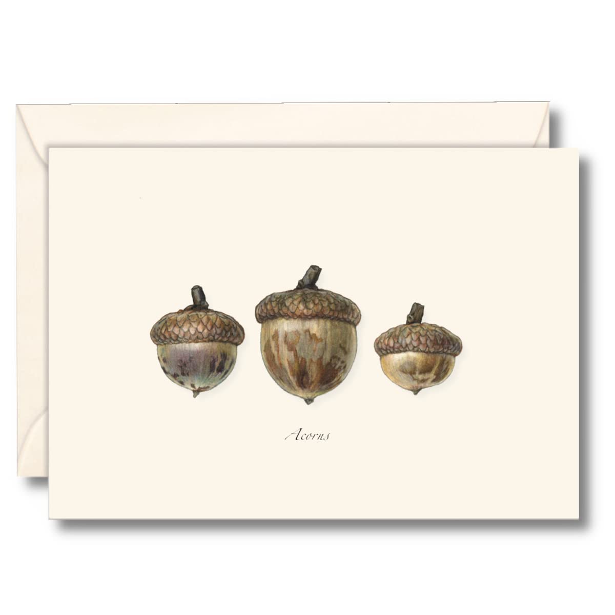 Earth Sky + Water - Three Acorns Notecard Set - 8 Blank Cards with Envelopes