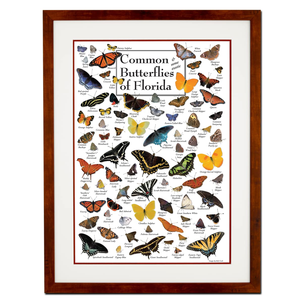 Earth Sky + Water - Common Butterflies of Florida - Double-matted Posters with Honey Frame