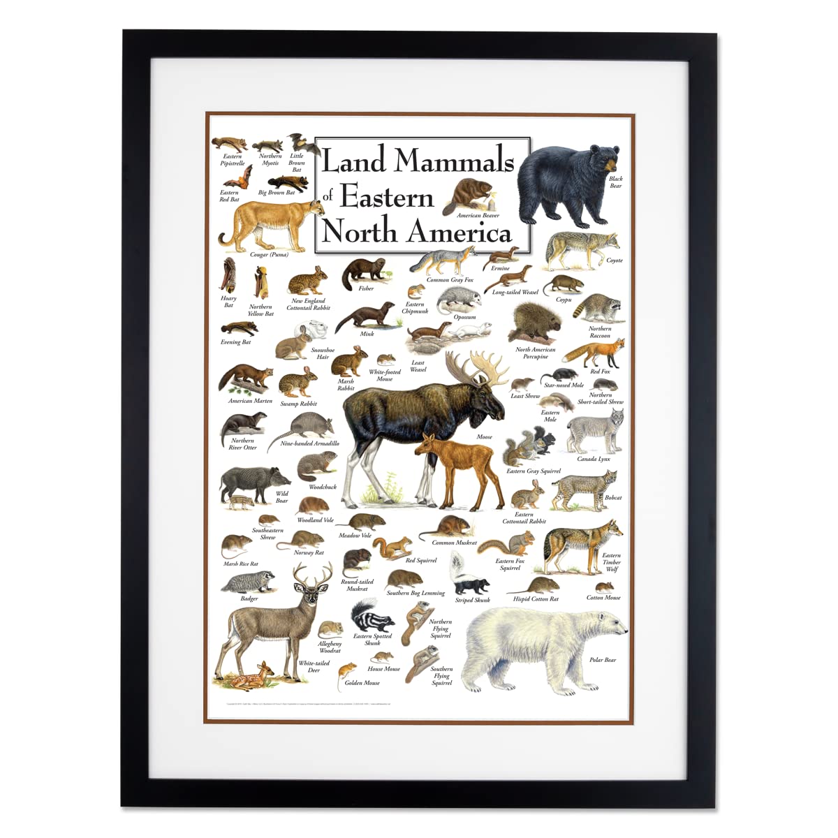 Earth Sky + Water - Land Mammals of Eastern North America - Double-matted Posters with Black Frame
