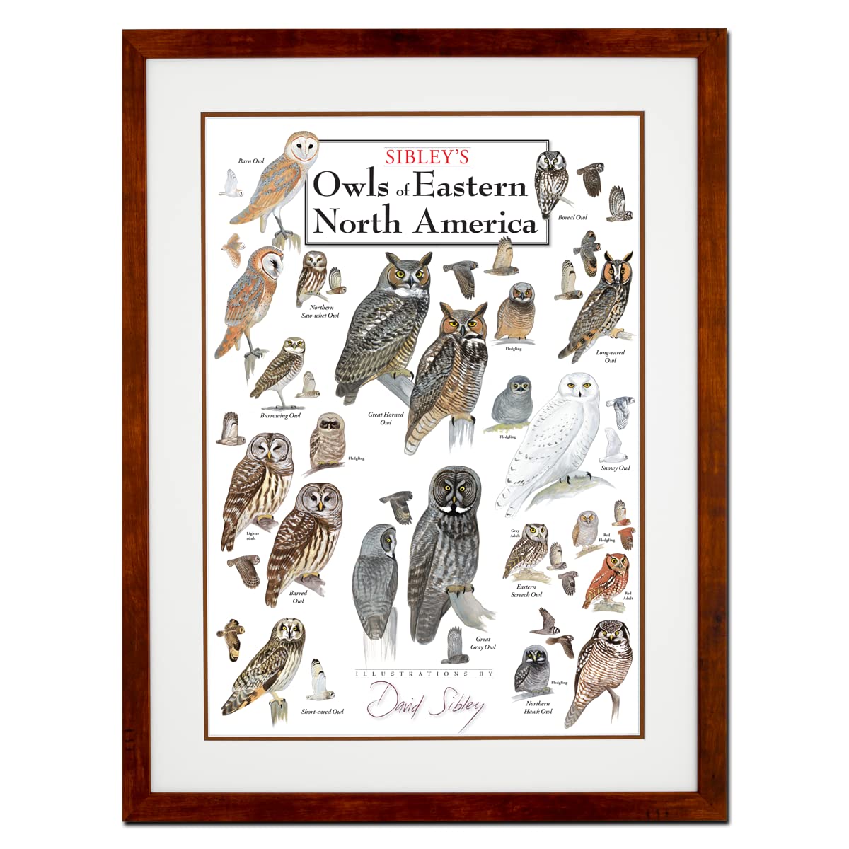 Earth Sky + Water - Sibleys Owls of Eastern North America - Double-matted Posters with Honey Frame