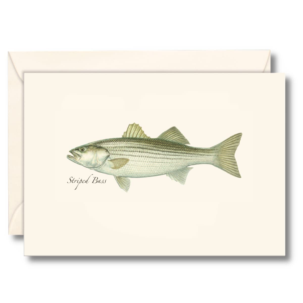 Earth Sky + Water - Striped Bass Notecard Set - 8 Blank Cards with Envelopes