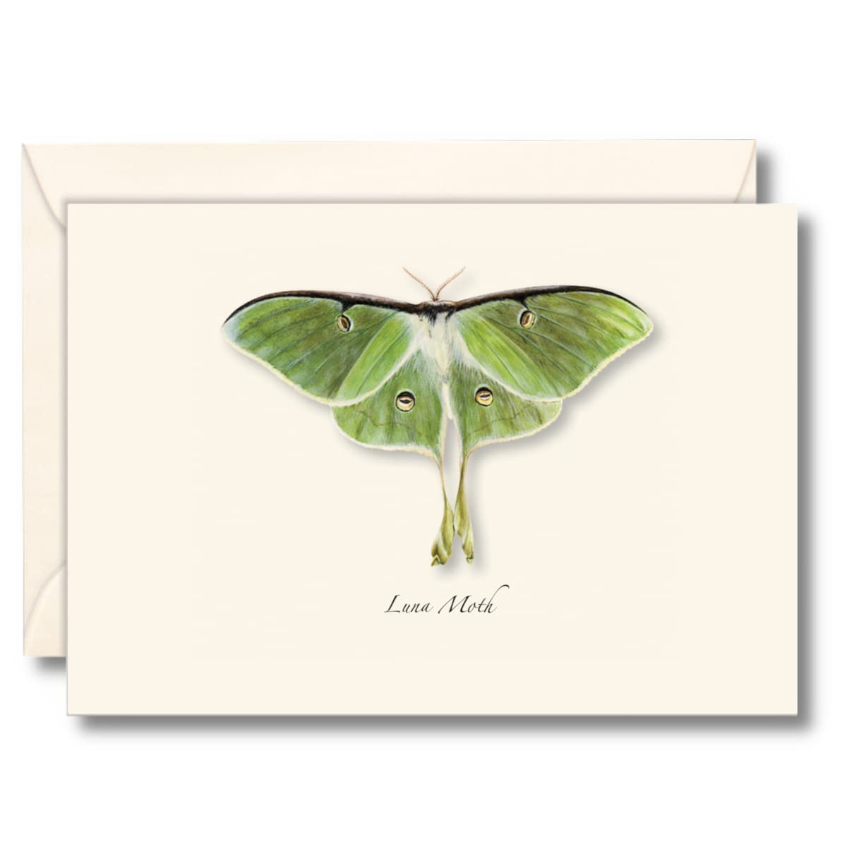 Earth Sky + Water - Luna Moth Notecard Set - 8 Blank Cards with Envelopes