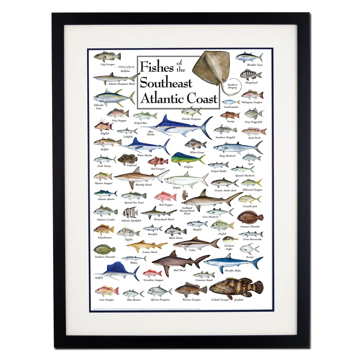 Earth Sky + Water - Fishes of the Southeast Atlantic Coast - Double-matted Posters with Black Frame