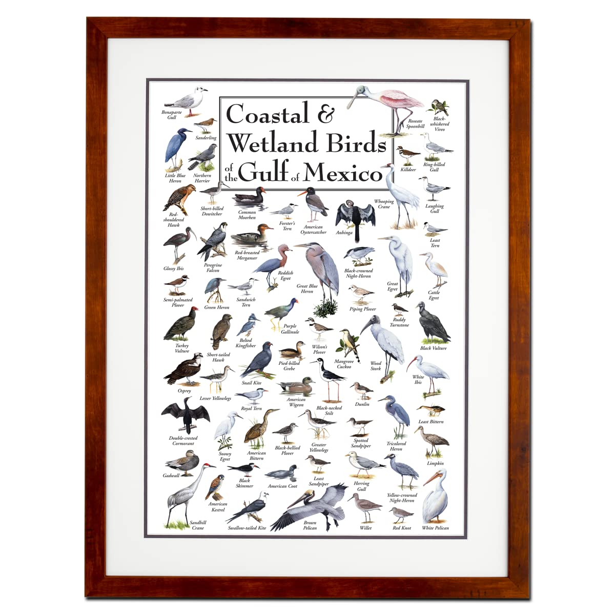 Earth Sky + Water - Coastal & Wetland Birds of the Gulf of Mexico - Double-matted Posters with Honey Frame