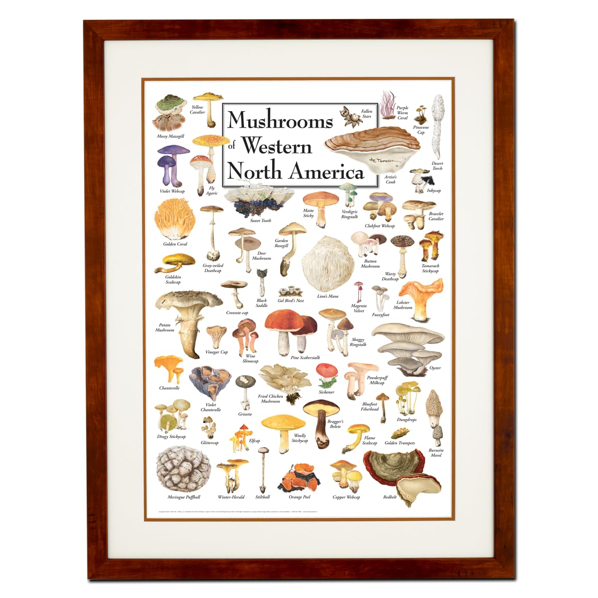 Earth Sky + Water - Mushrooms of Western North America - Double-matted Posters with Honey Frame