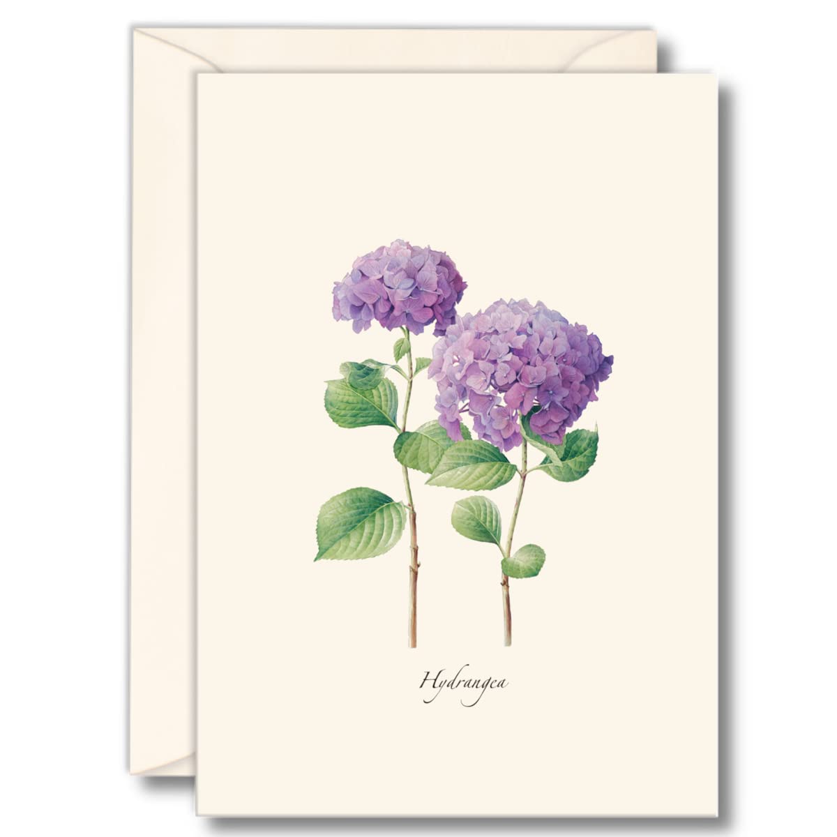 Earth Sky + Water - Hydrangea Notecard Set II - 8 Blank Cards with Envelopes