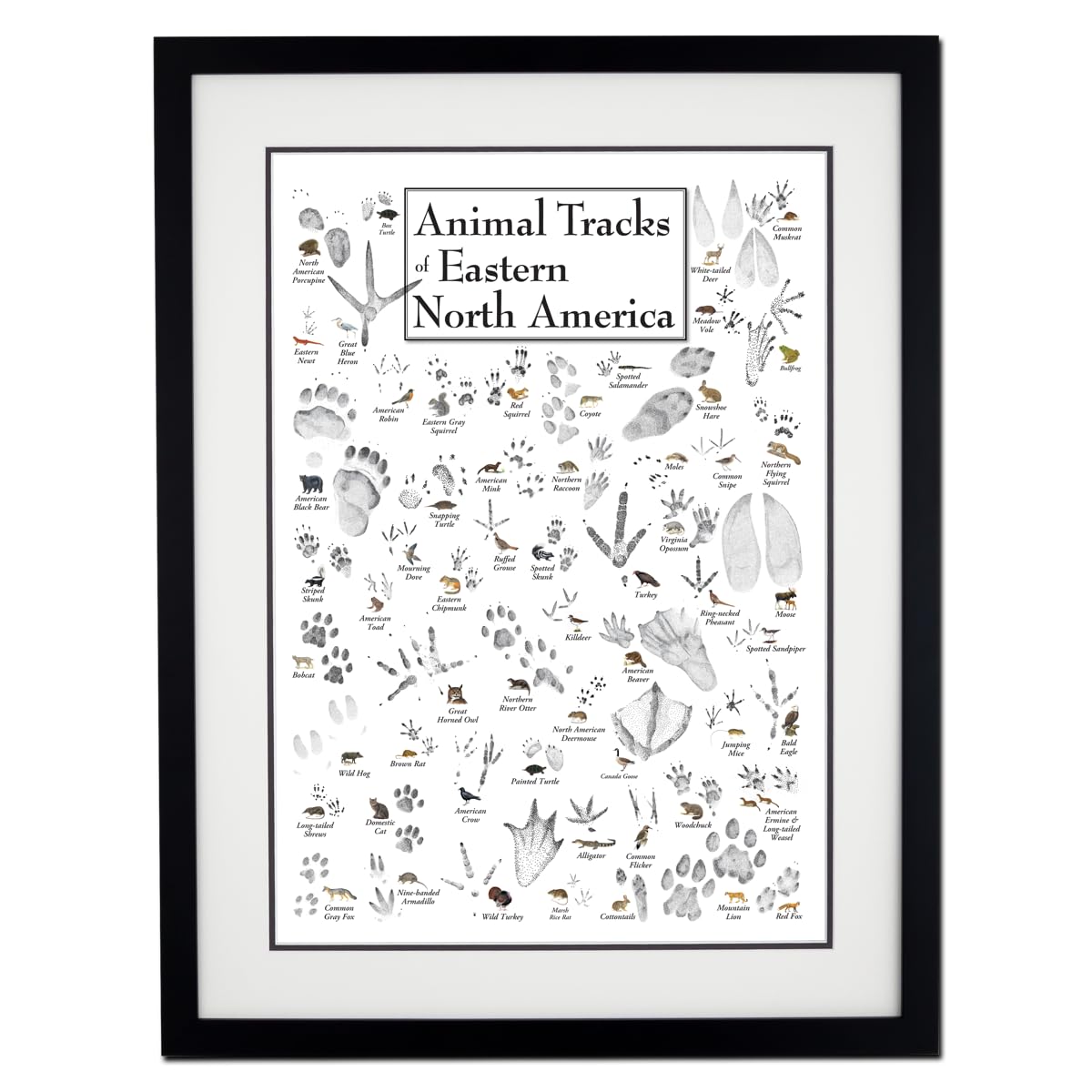 Earth Sky + Water - Animal Tracks of Eastern North America - Double-matted Posters with Black Frame