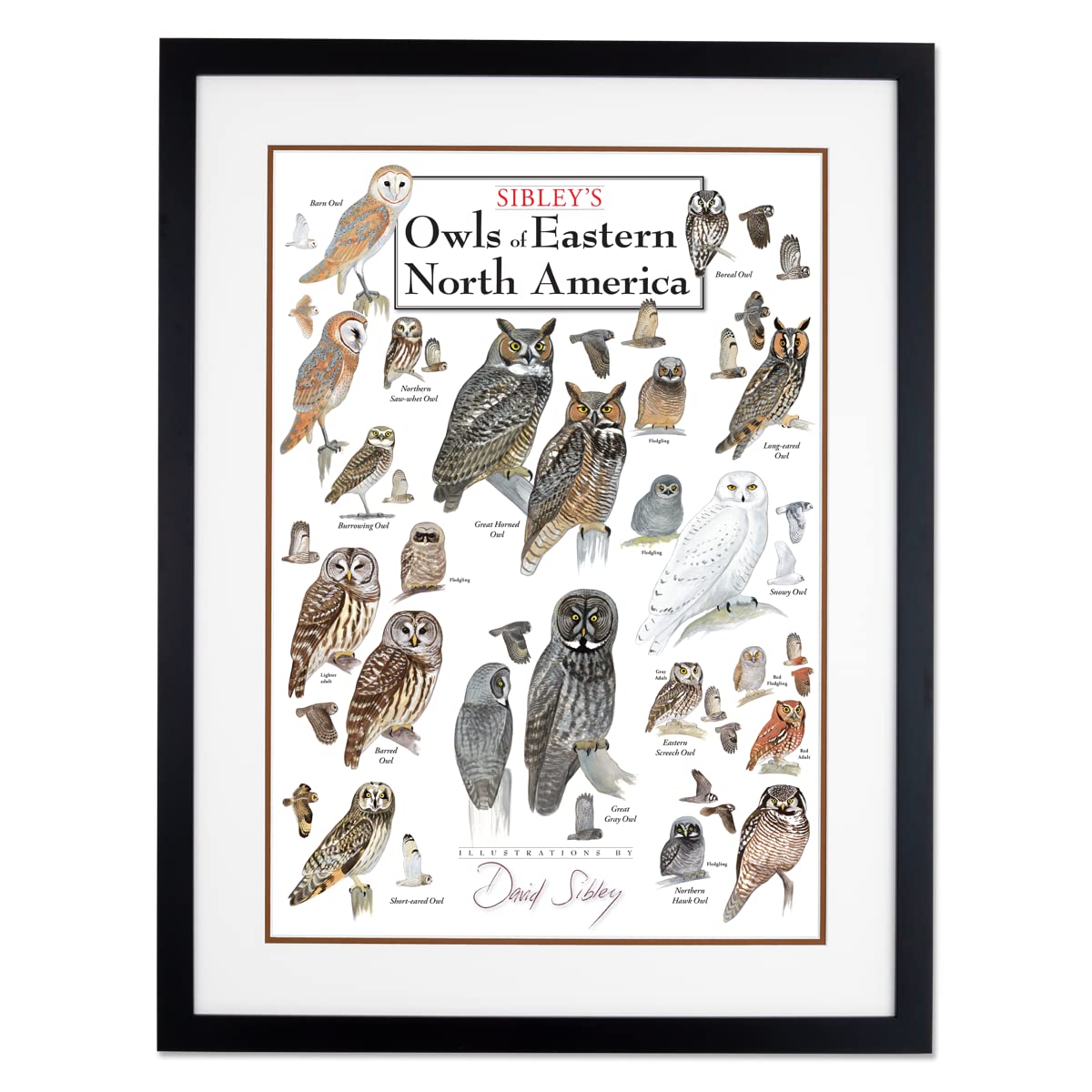 Earth Sky + Water - Sibleys Owls of Eastern North America - Double-matted Posters with Black Frame