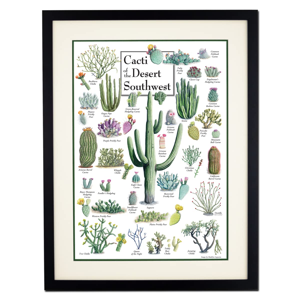 Earth Sky + Water - Cacti of the Desert Southwest - Double-matted Posters with Black Frame