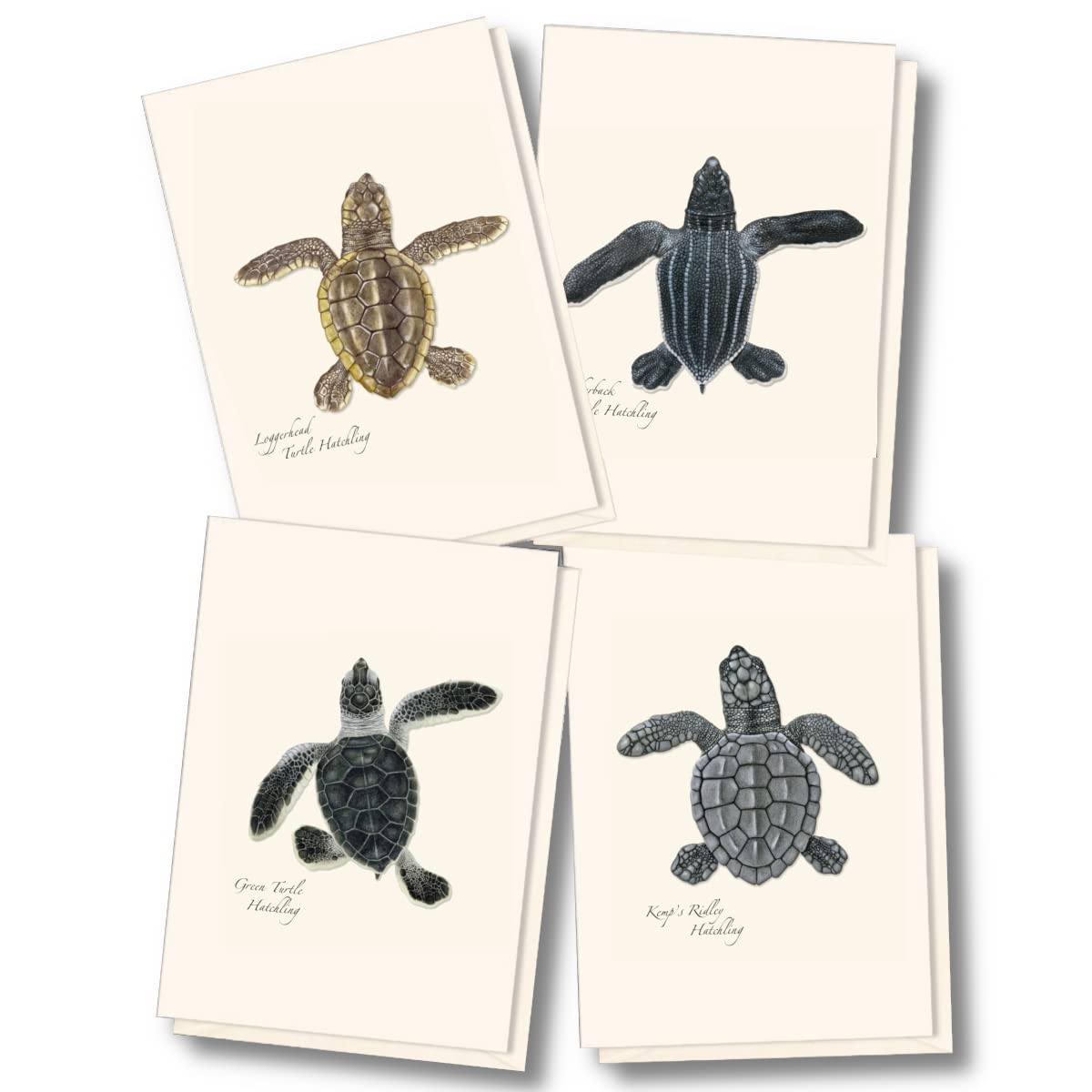Earth Sky + Water - Sea Turtle Hatchling Assortment Notecard Set - 8 Blank Cards with Envelopes (2 each of 4 styles)