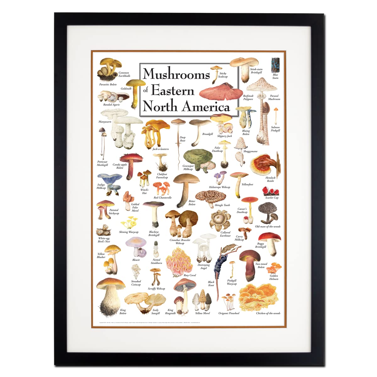 Earth Sky + Water - Mushrooms of Eastern North America - Double-matted Posters with Black Frame