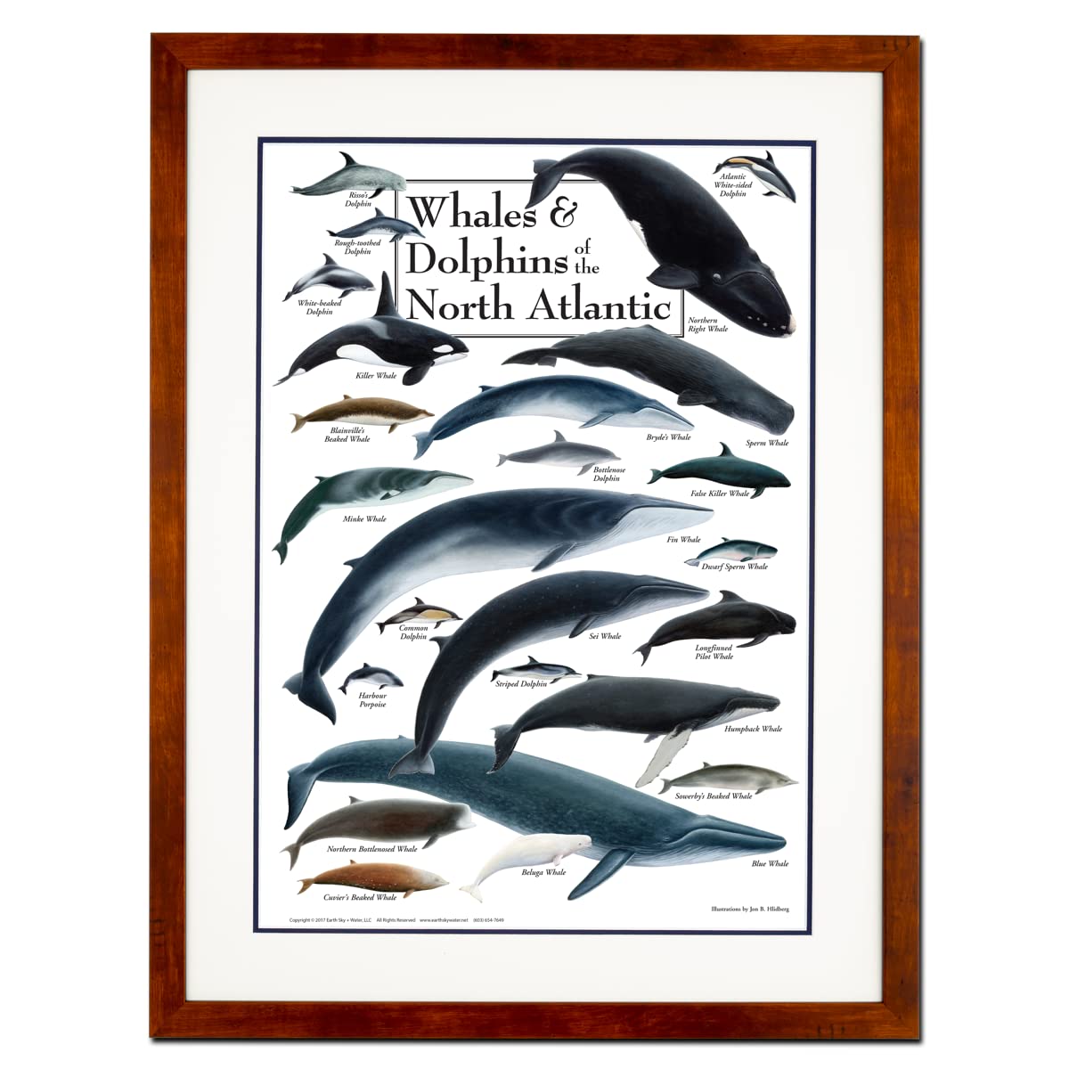 Earth Sky + Water - Whales & Dolphins of the North Atlantic - Double-matted Posters with Honey Frame