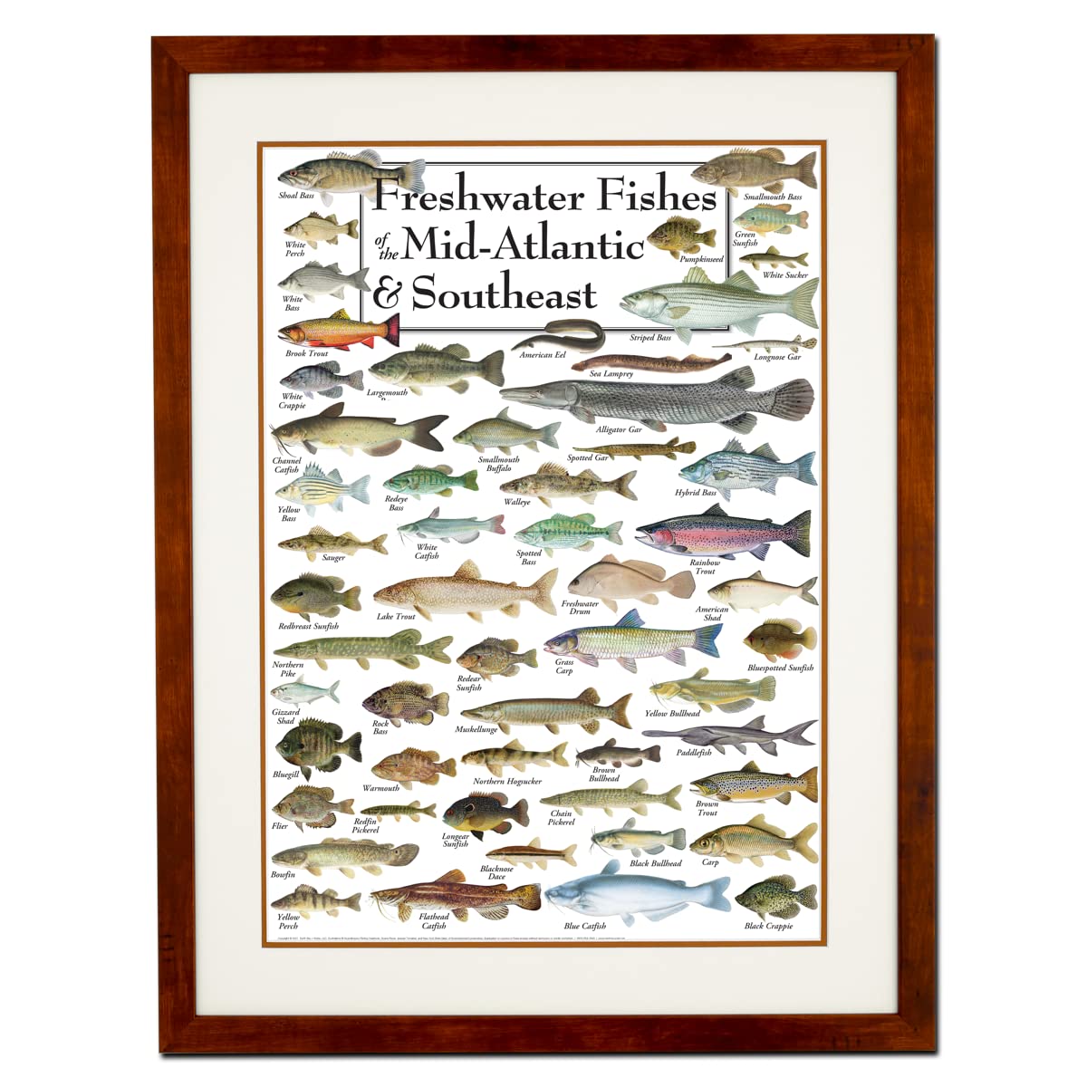 Earth Sky + Water - Freshwater Fishes of the Mid-Atlantic & Southeast - Double-matted Posters with Honey Frame