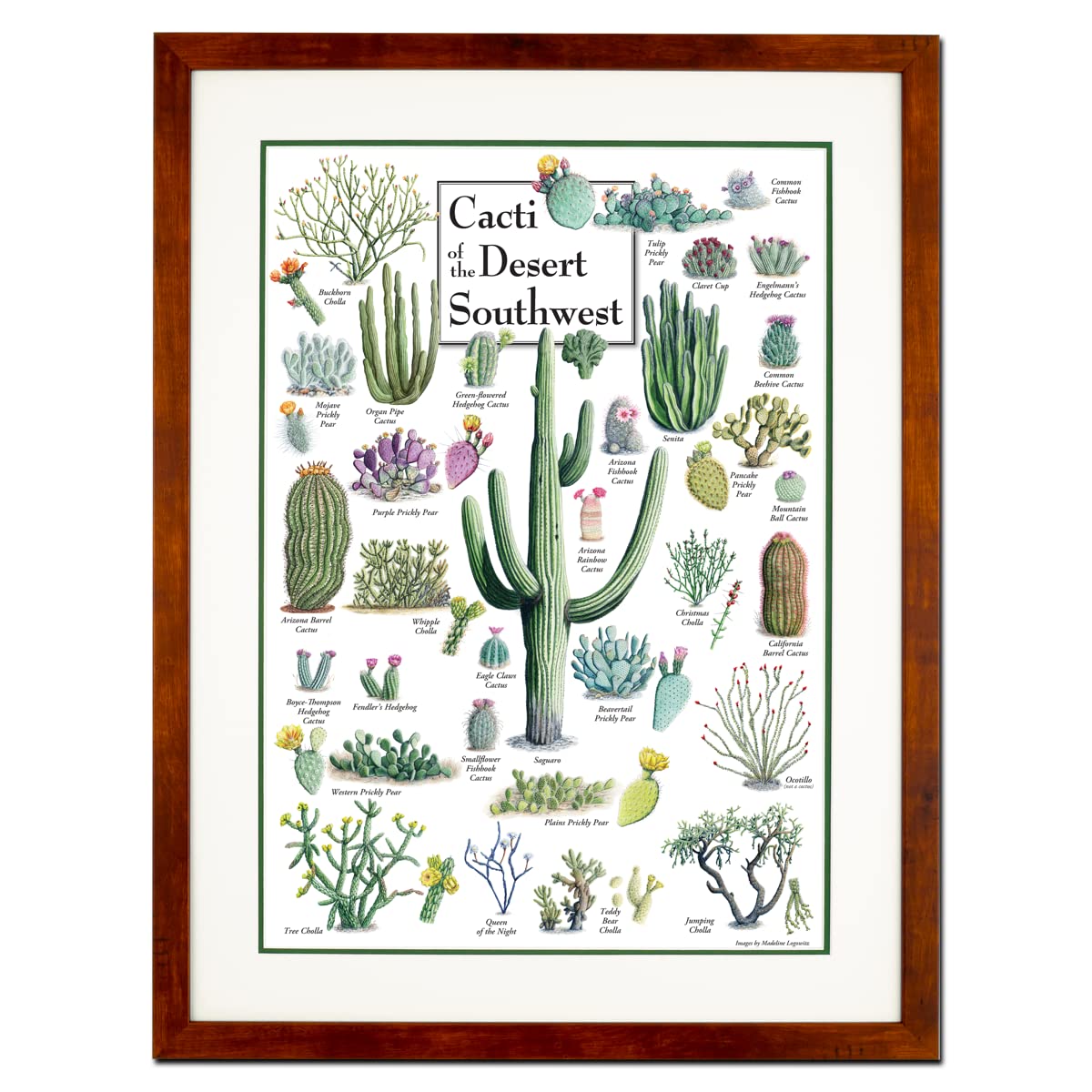 Earth Sky + Water - Cacti of the Desert Southwest - Double-matted Posters with Honey Frame