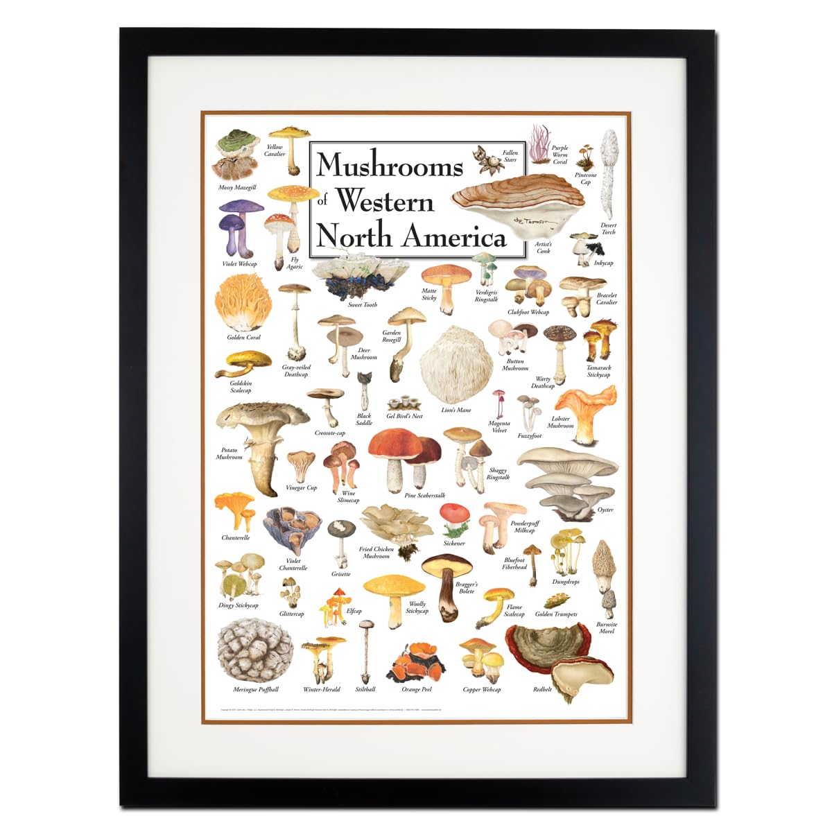 Earth Sky + Water - Mushrooms of Western North America - Double-matted Posters with Black Frame