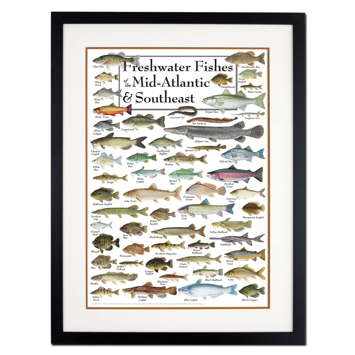 Earth Sky + Water - Freshwater Fishes of the Mid-Atlantic & Southeast - Double-matted Posters with Black Frame