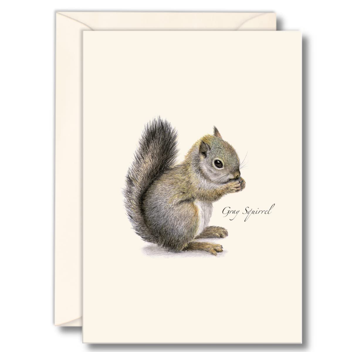 Earth Sky + Water - Gray Squirrel Notecard Set - 8 Blank Cards with Envelopes