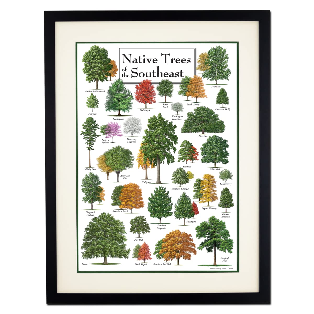 Earth Sky + Water - Native Trees of the Southeast - Double-matted Posters with Black Frame
