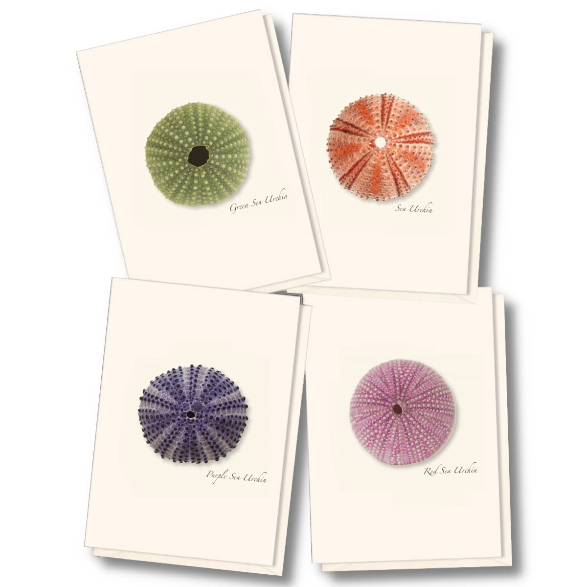 Earth Sky + Water - Sea Urchin Assortment Notecard Set - 8 Blank Cards with Envelopes (2 each of 4 styles)