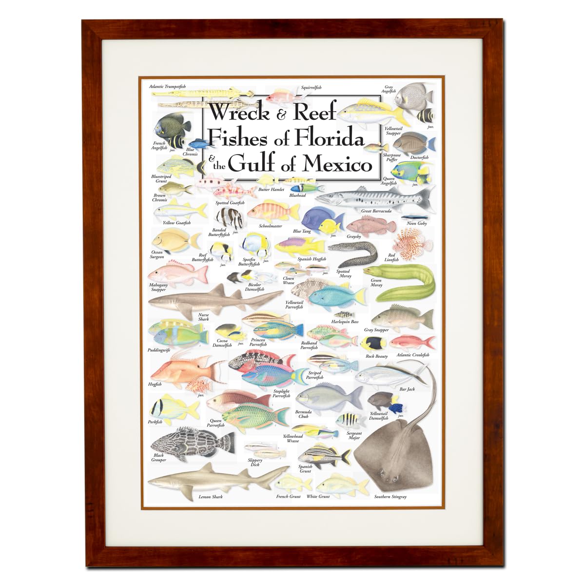 Earth Sky + Water - Wreck & Reef Fishes of Florida & the Gulf of Mexico - Double-matted Posters with Honey Frame