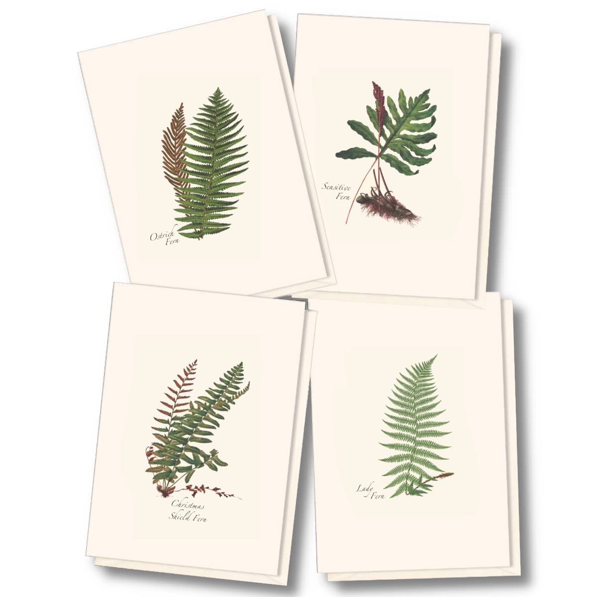 Earth Sky + Water - Fern Notecard Set - 8 Blank Cards with Envelopes (2 Each of 4 Styles)