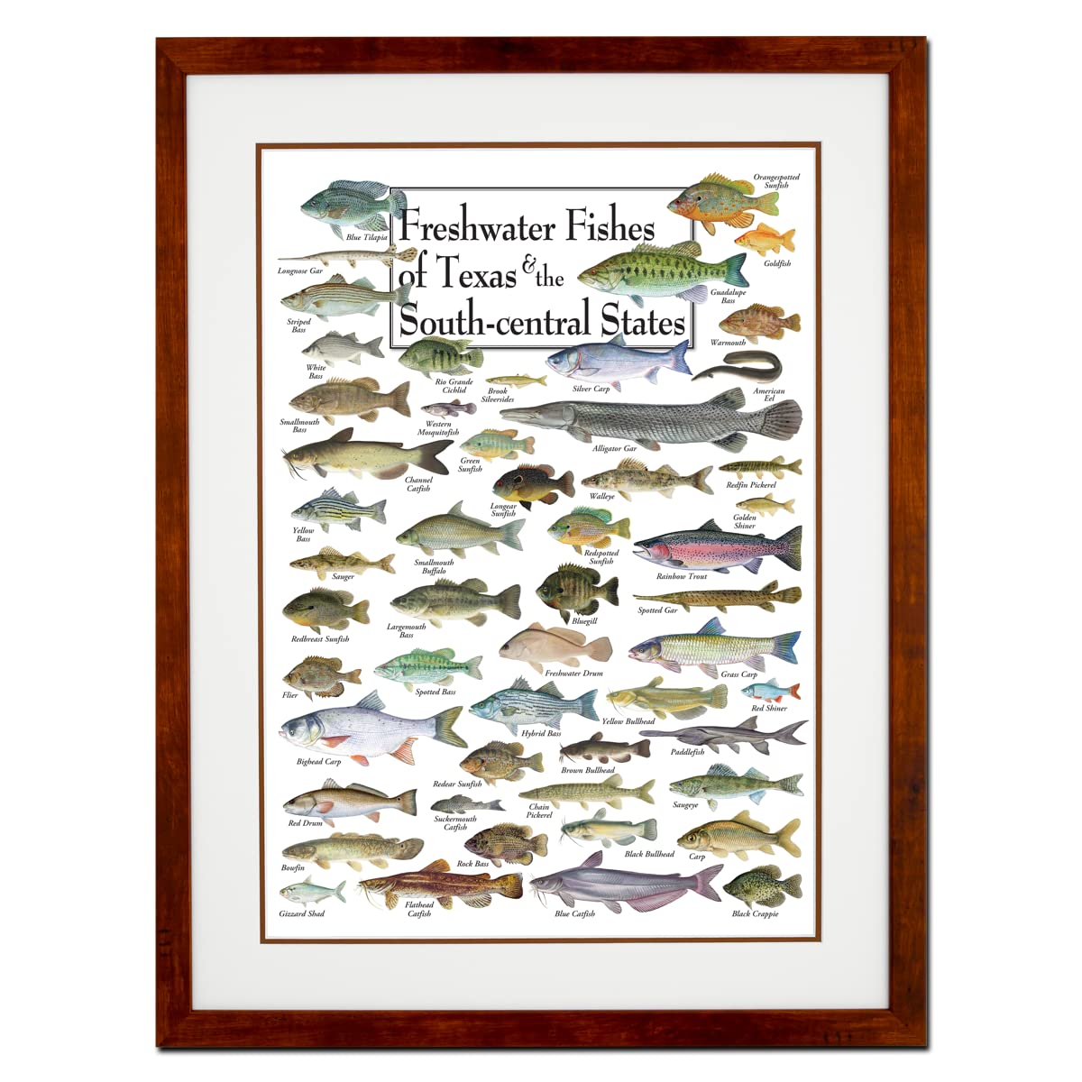 Earth Sky + Water - Freshwater Fishes of Texas & South - Double-matted Posters with Honey Frame