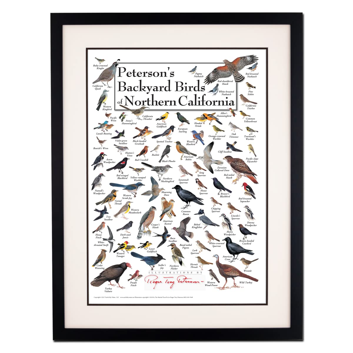 Earth Sky + Water - Peterson's Backyard Birds of Northern California - Double-matted Posters with Black Frame