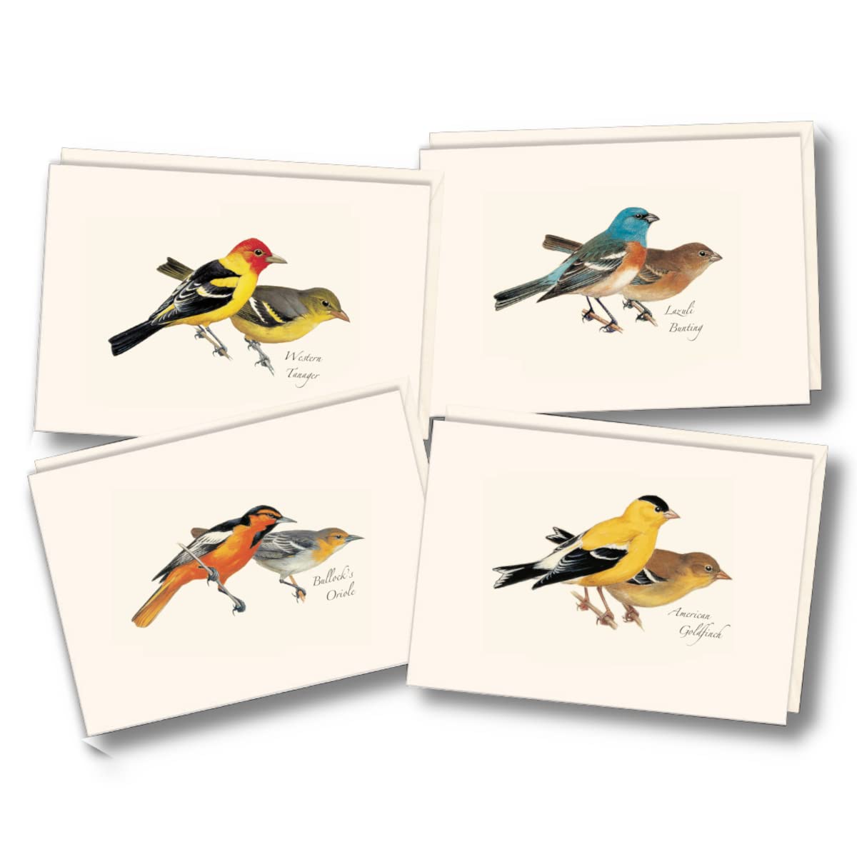 Earth Sky + Water - Peterson Western Bird Assortment Notecard Set - 8 Blank Cards with Envelopes (2 Each of 4 Styles)