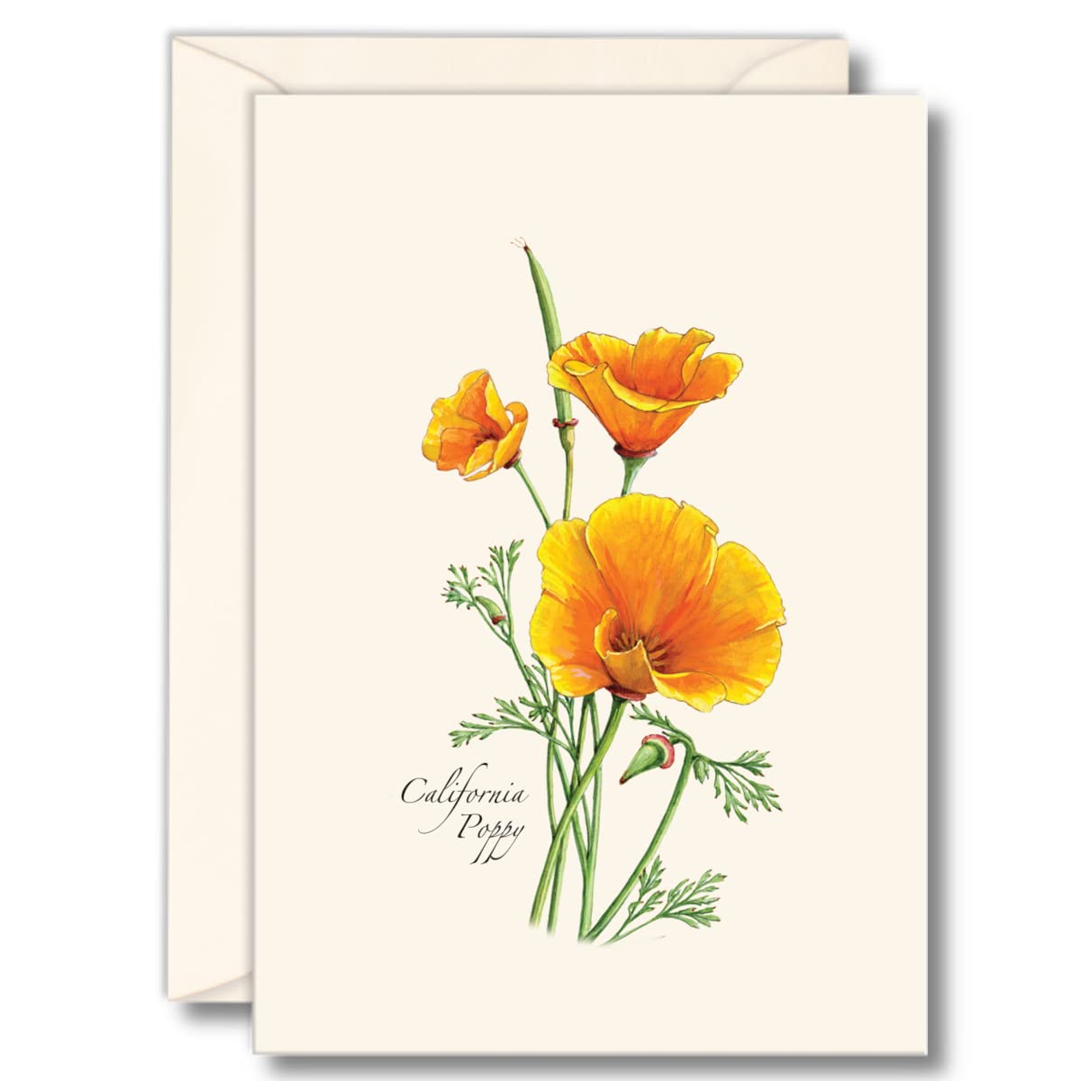 Earth Sky + Water - California Poppy Notecard Set - 8 Blank Cards with Envelopes