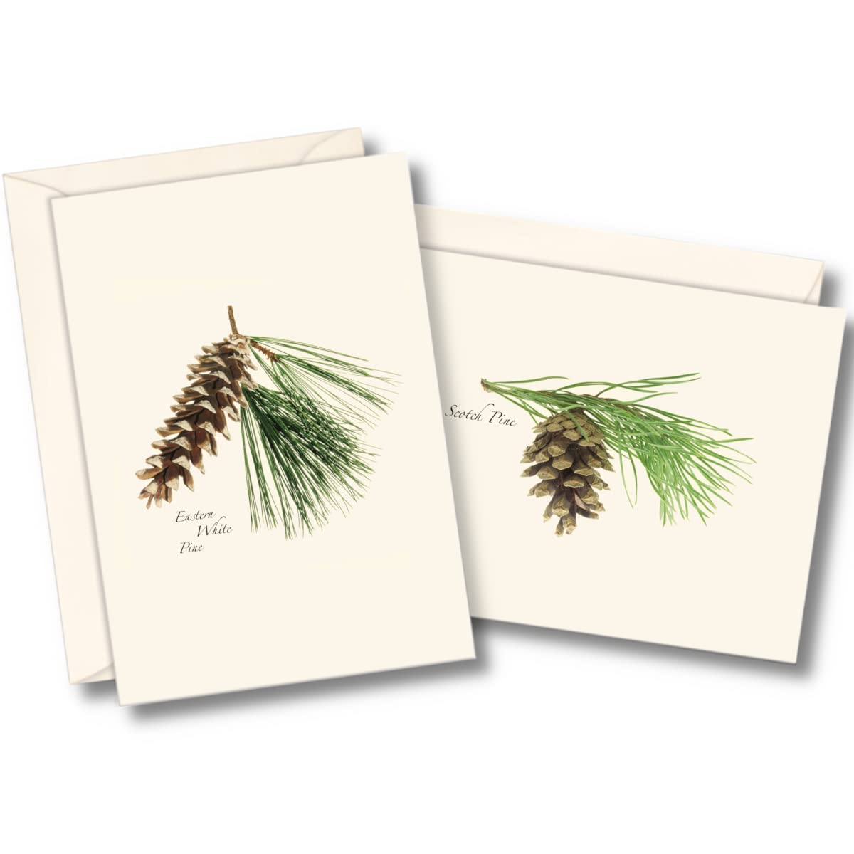 Earth Sky + Water - Pinecone Assortment Notecard Set - 8 Blank Cards with Envelopes (4 Each of 2 Styles)