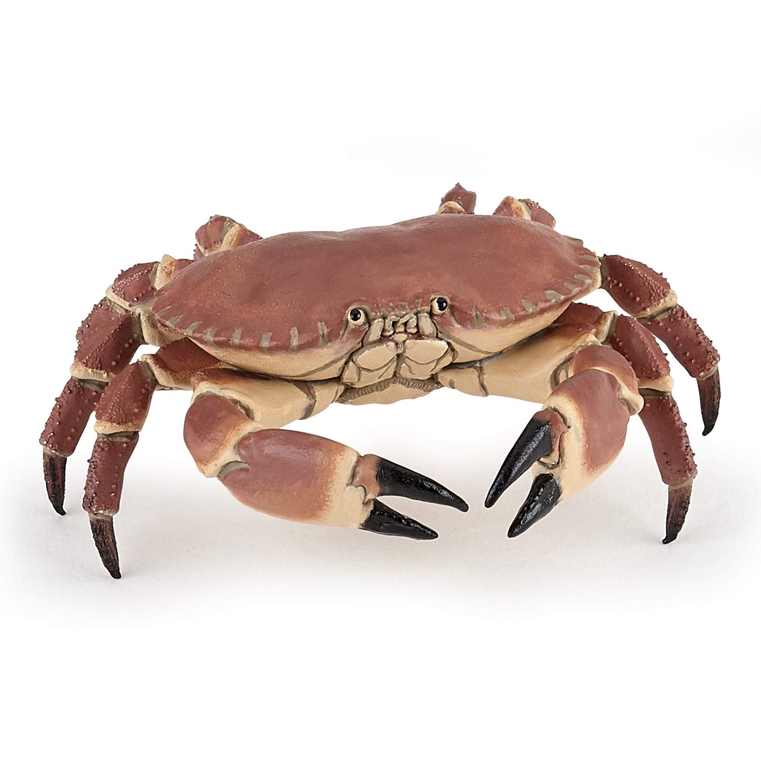 Crabe papo
