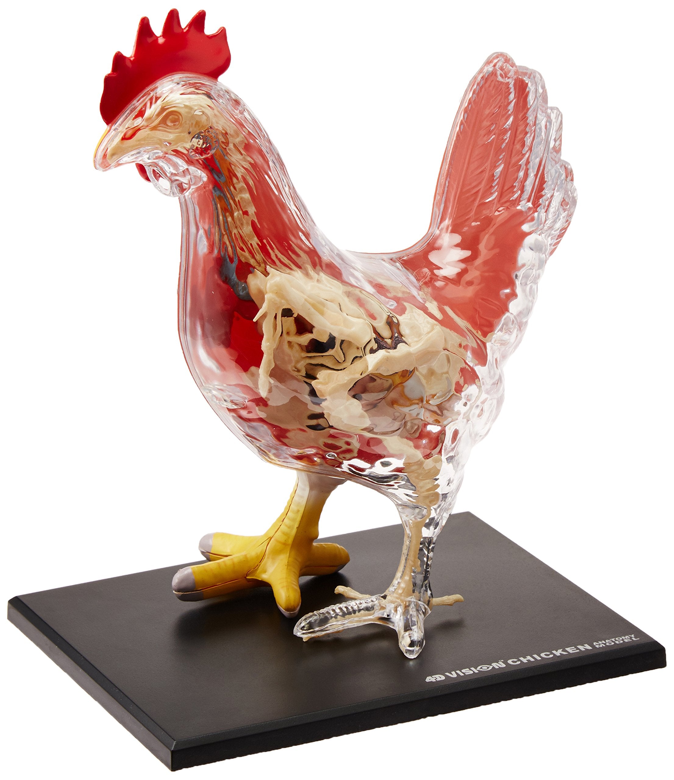 Kit de squelette et d'anatomie de poulet 4D Master Vision, une couleur
