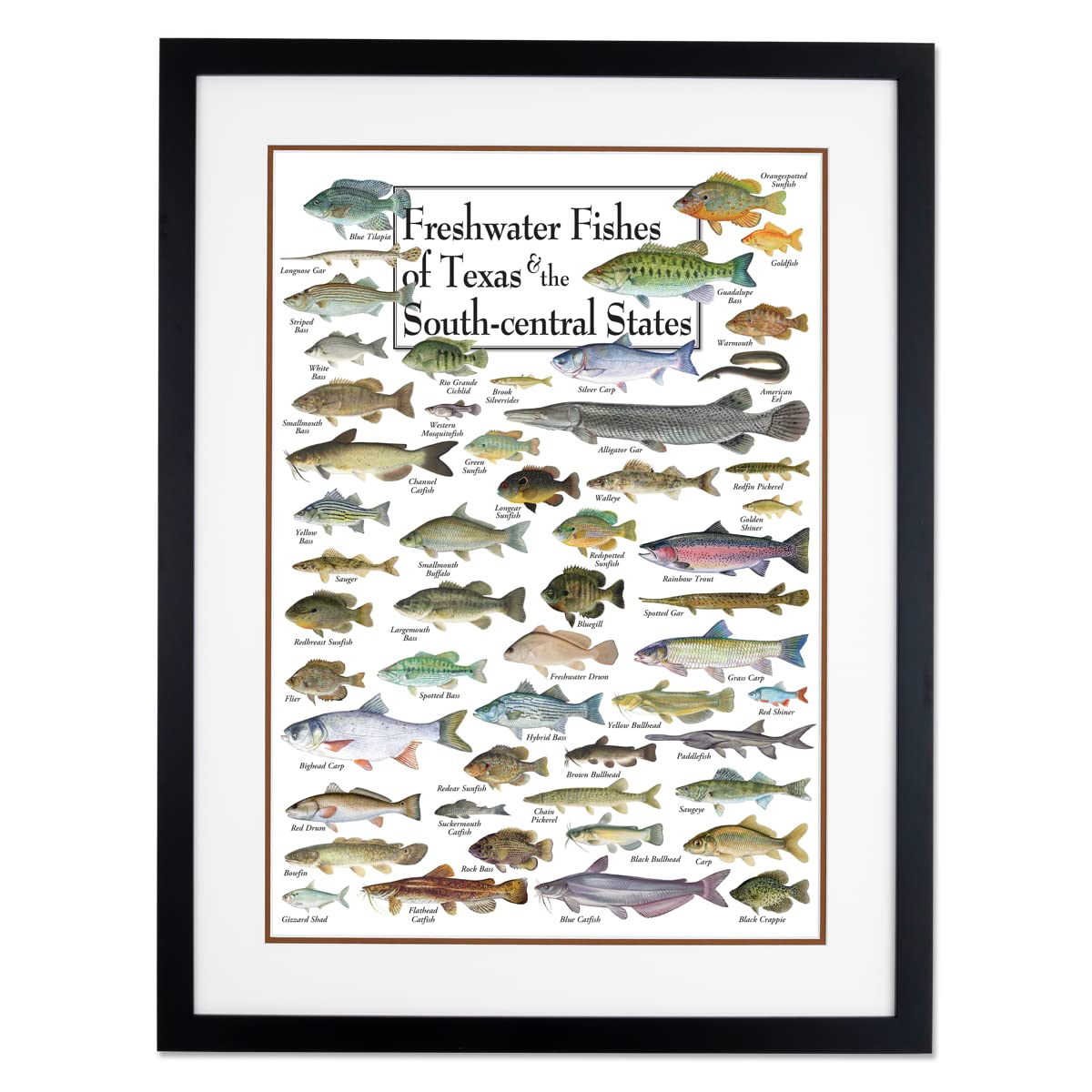 Earth Sky + Water - Freshwater Fishes of Texas & South - Double-matted Posters with Black Frame