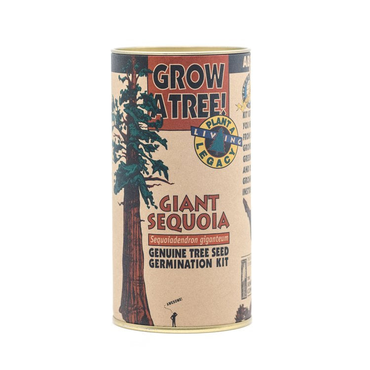 Giant Sequoia Grow-A-Tree Kit by Jonsteen Company