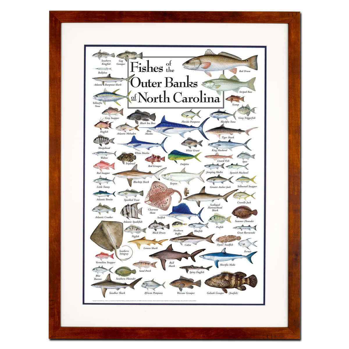 Earth Sky + Water - Fishes of the Outer Banks - Double-matted Posters with Honey Frame