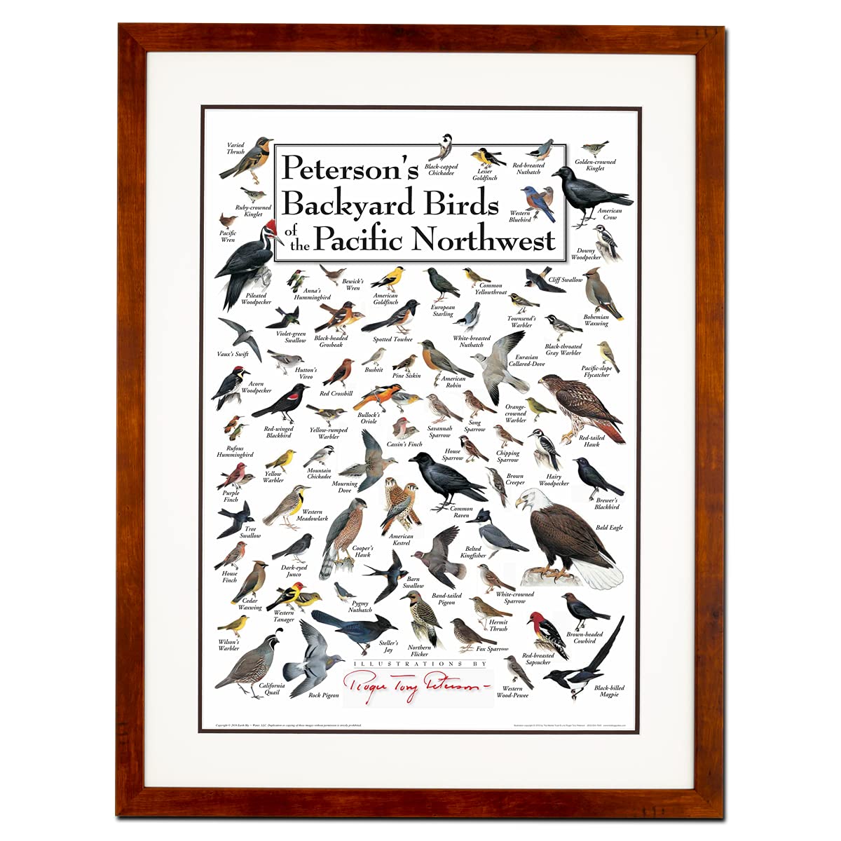 Earth Sky + Water - Petersons Backyard Birds of the Desert Southwest - Double-matted Posters with Honey Frame