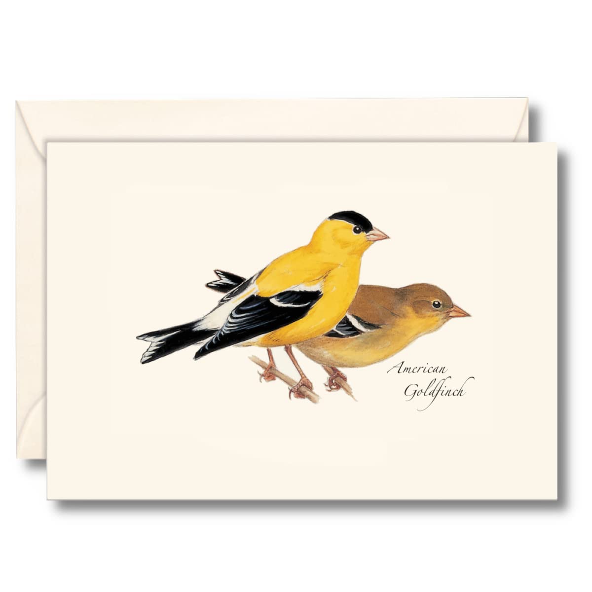 Earth Sky + Water - American Goldfinch Notecard Set - 8 Blank Cards with Envelopes