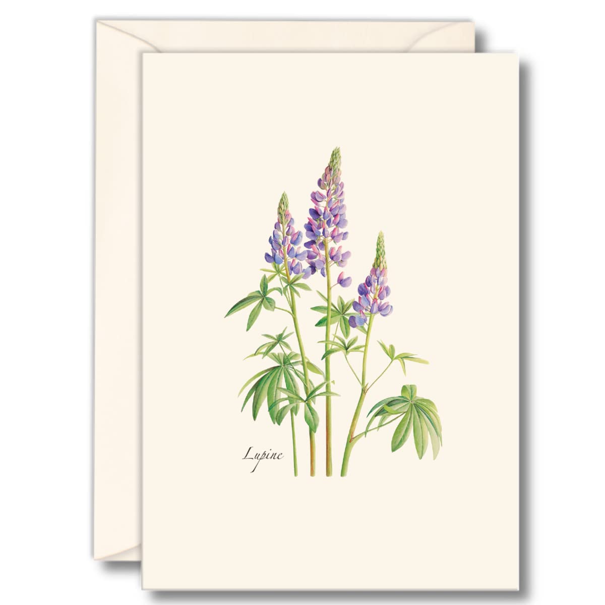 Earth Sky + Water - Lupine Notecard Set - 8 Blank Cards with Envelopes