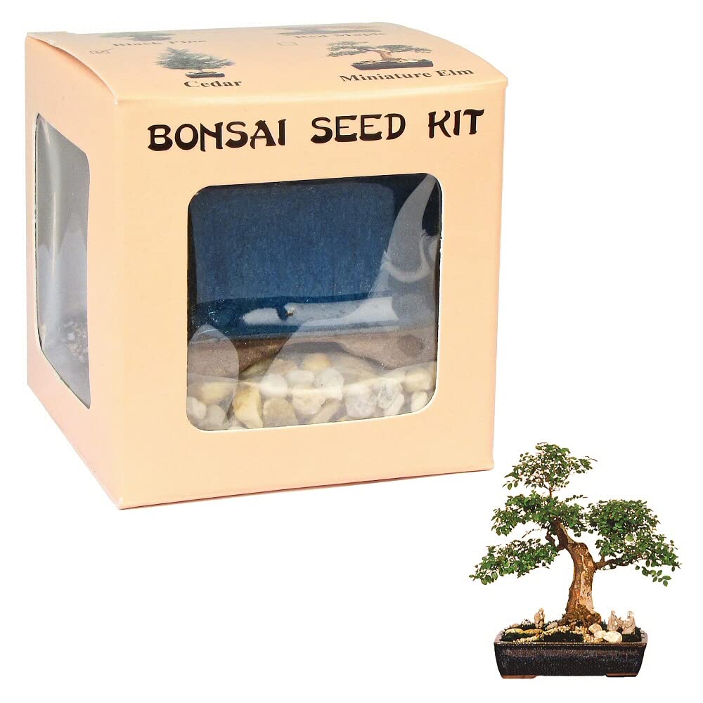 Eve's Miniature Elm Bonsai Seed Kit, Woody, Complete Kit to Grow Elm Bonsai from Seed