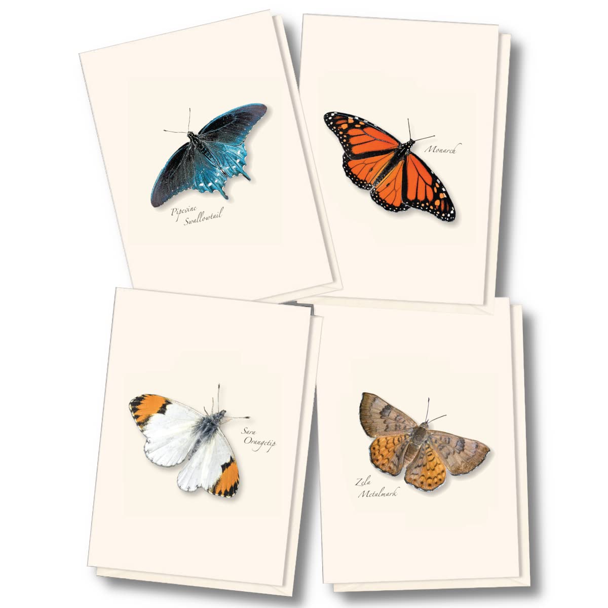 Earth Sky + Water - Western Butterfly Assortment II Notecard Set - 8 Blank Cards with Envelopes (2 each of 4 styles)
