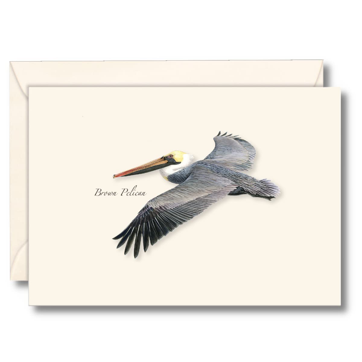 Earth Sky + Water - Brown Pelican in Flight Notecard Set - 8 Blank Cards with Envelopes
