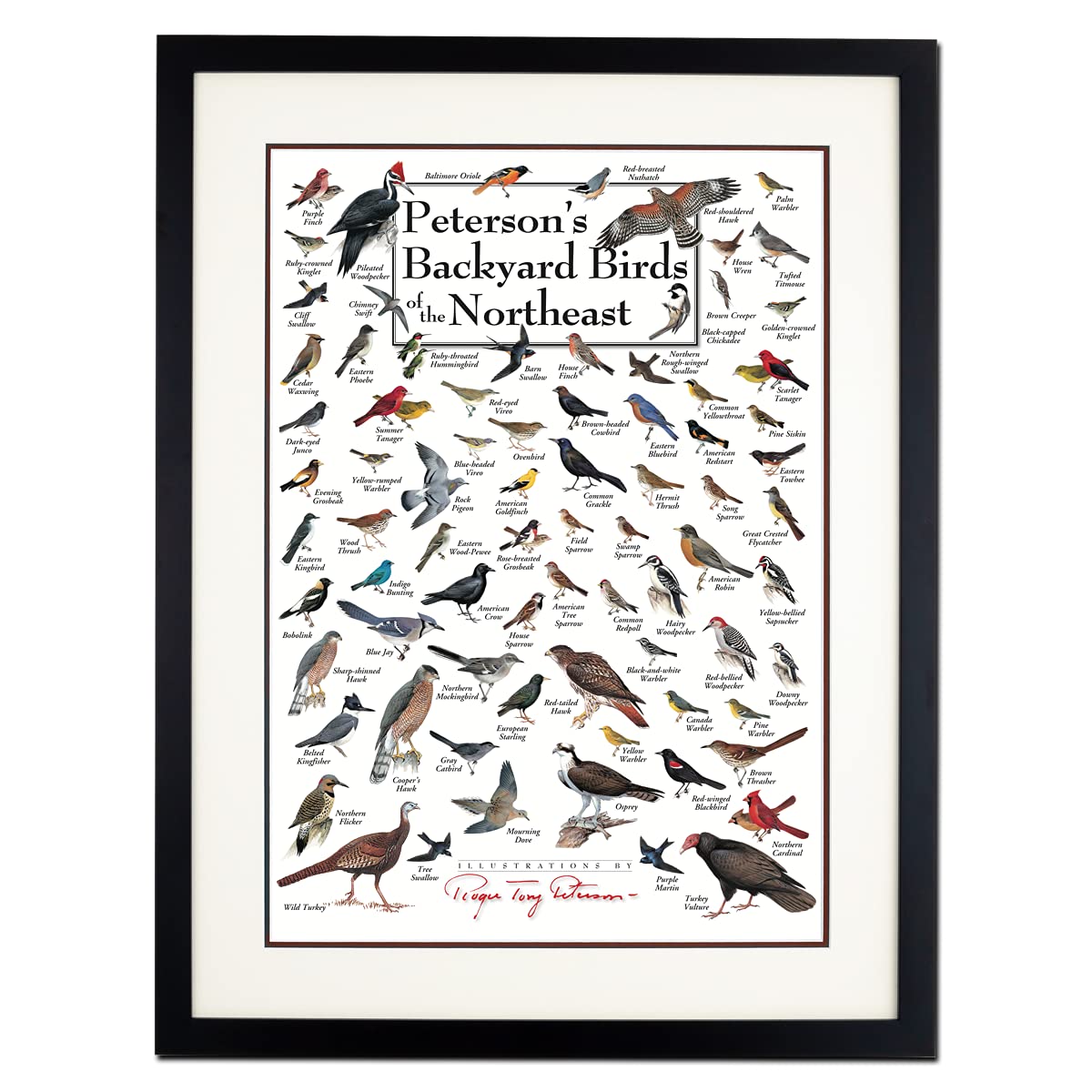 Earth Sky + Water - Petersons Backyard Birds of the Northeast - Double-matted Posters with Black Frame