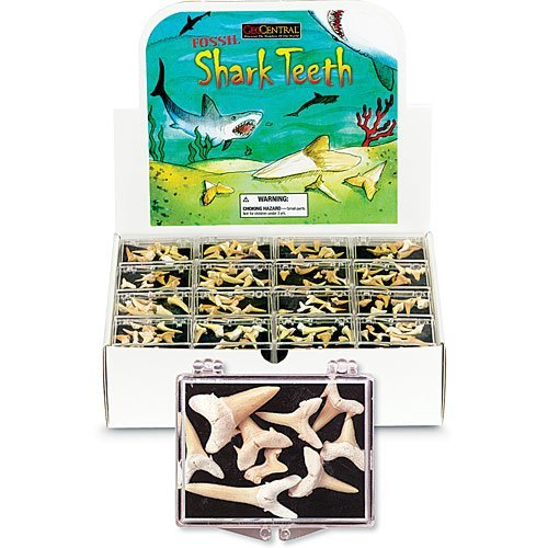 GeoCentral Shark Teeth